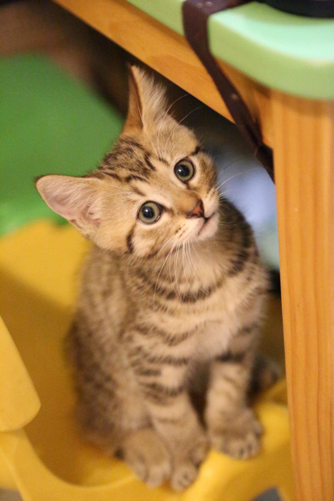 一个月的小猫应该怎么做驱虫