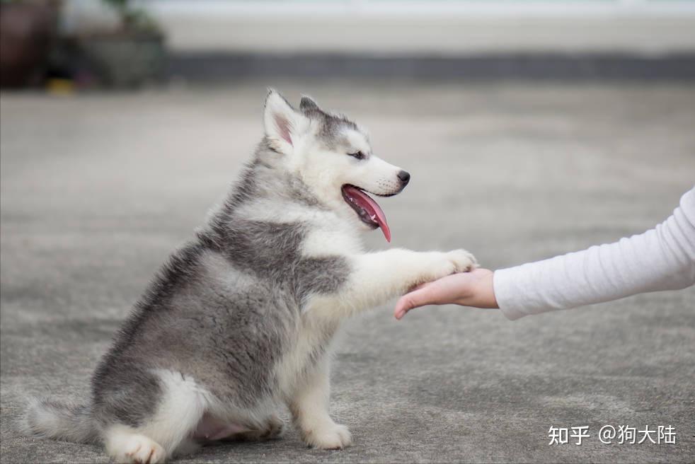 小狗双手合十祈祷图片图片