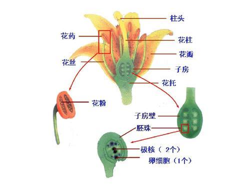 豌豆花剖面图图片