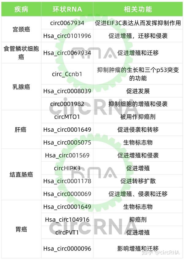 环状RNA从无名之辈成为“顶流”?深度解读环状RNA的前世今生与未来 - 知乎