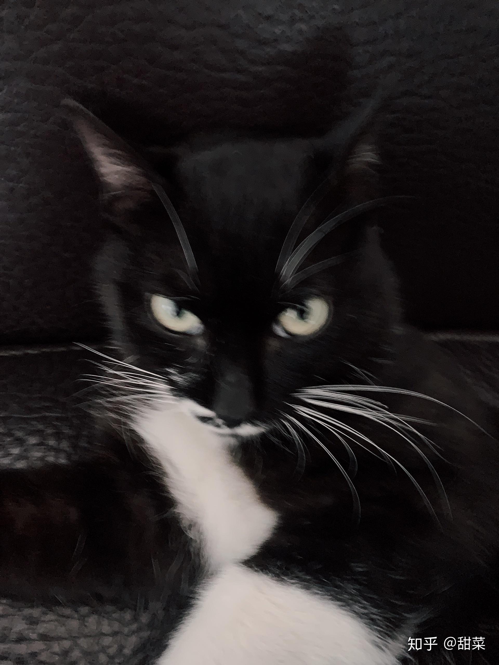 想养个猫猫,高冷一点的, 有什么推荐的吗? - 知乎