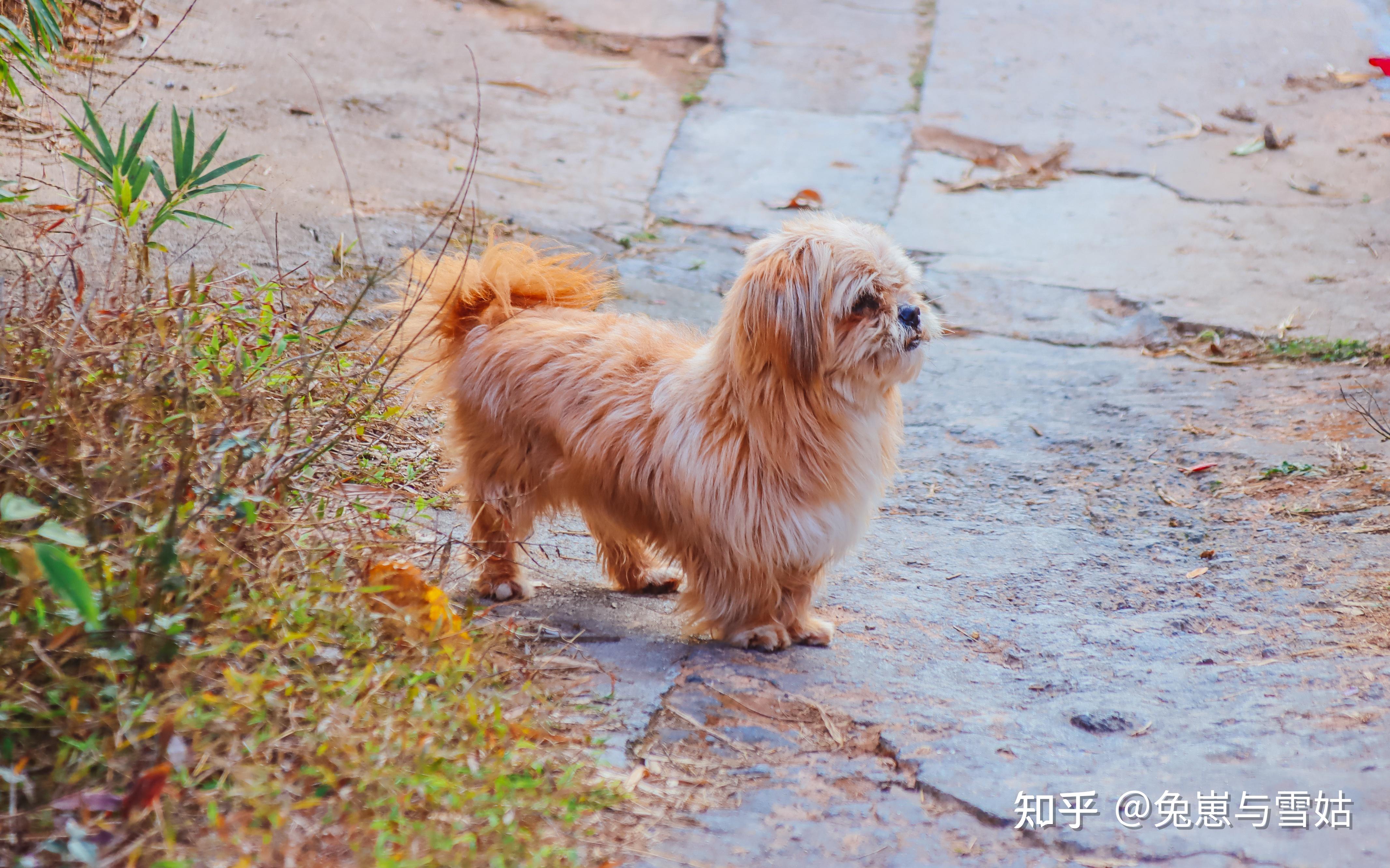 古籍《相犬大全》，上百种中华田园犬花色赏析！ - 知乎