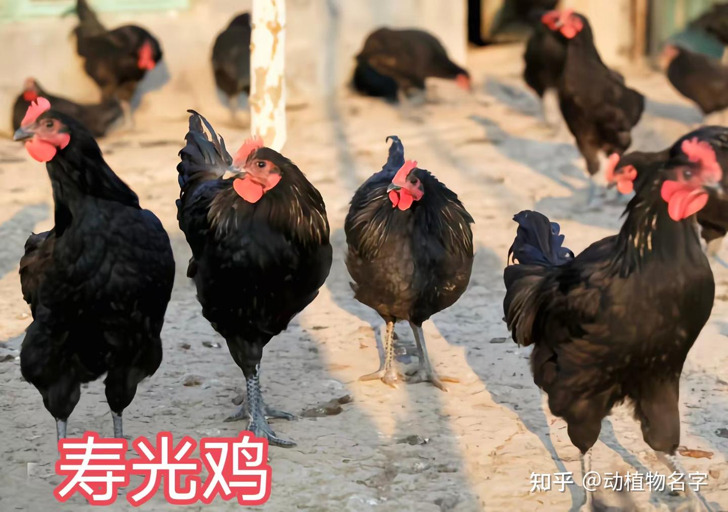 98图带你走进家鸡的世界,家鸡大全第二篇 - 知乎