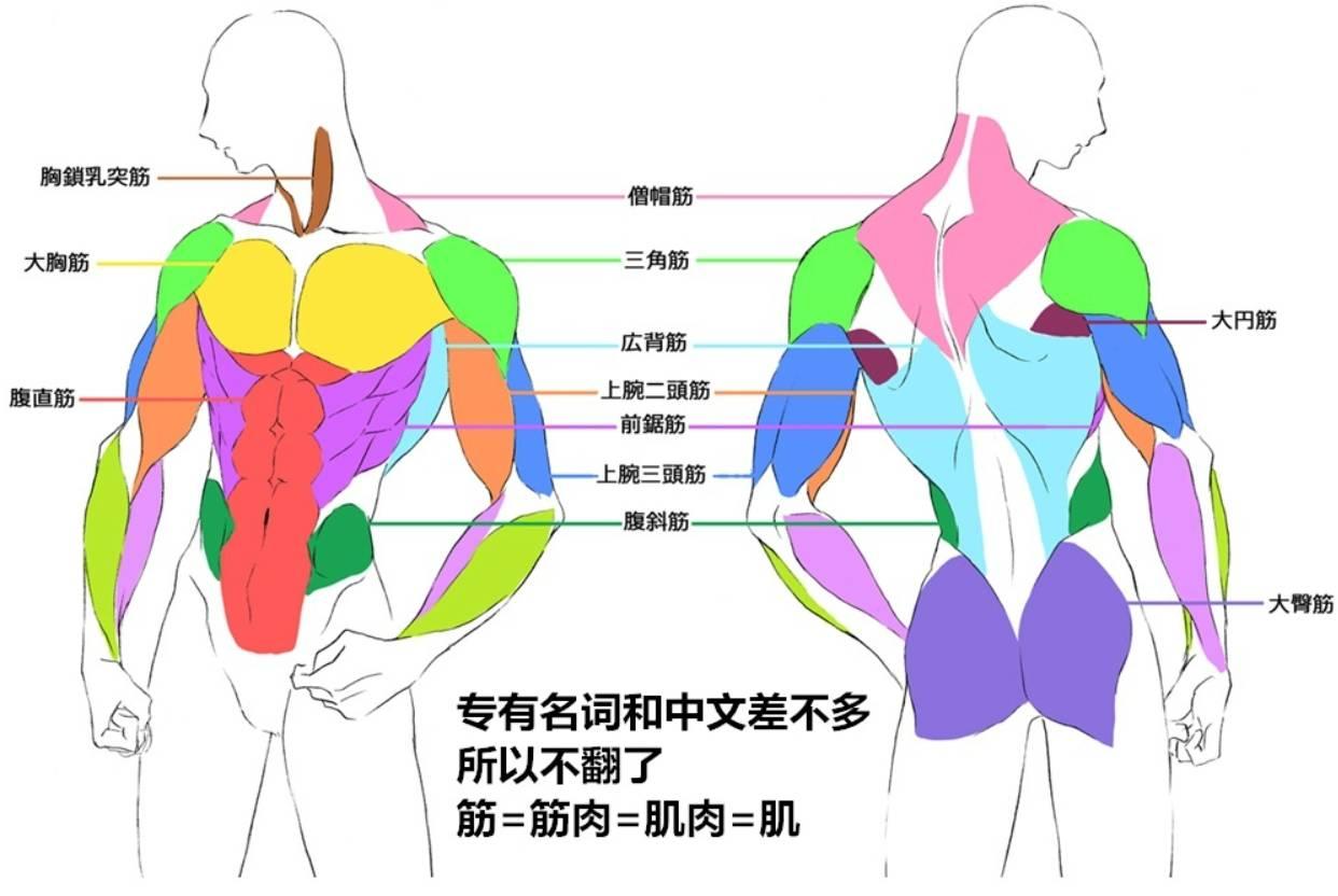 关于人体的肌肉部位