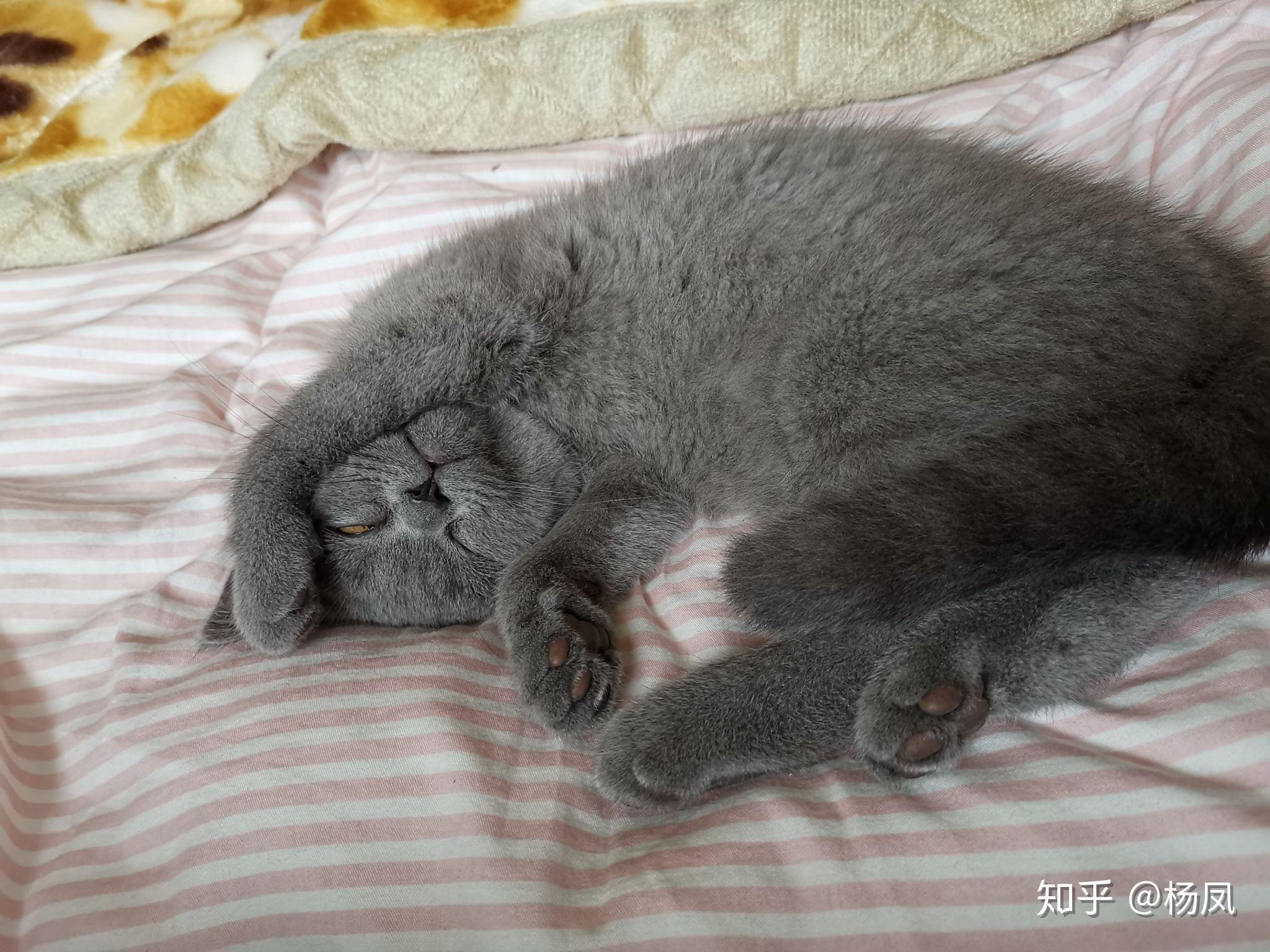 冬天被子里长出猫是怎样的体验?