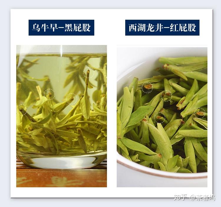 一分钟西湖龙井和乌牛早的区别(附图片对比)
