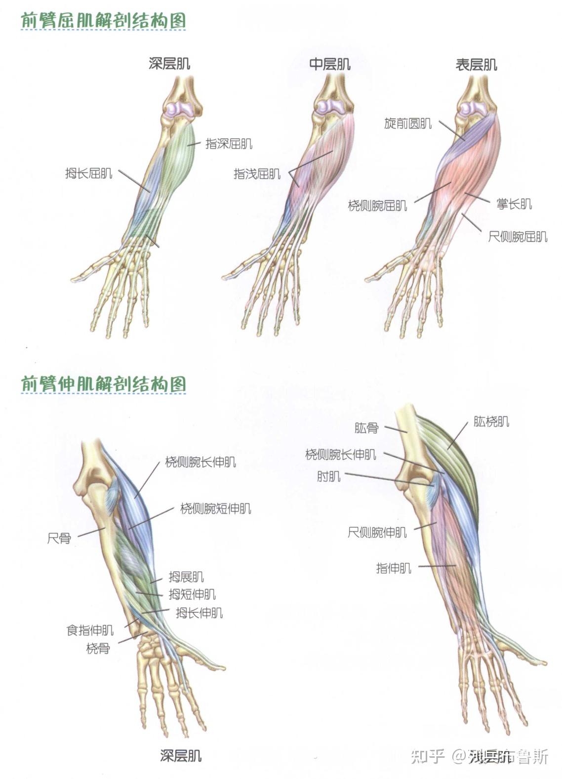 人体手臂各部位的名称图片