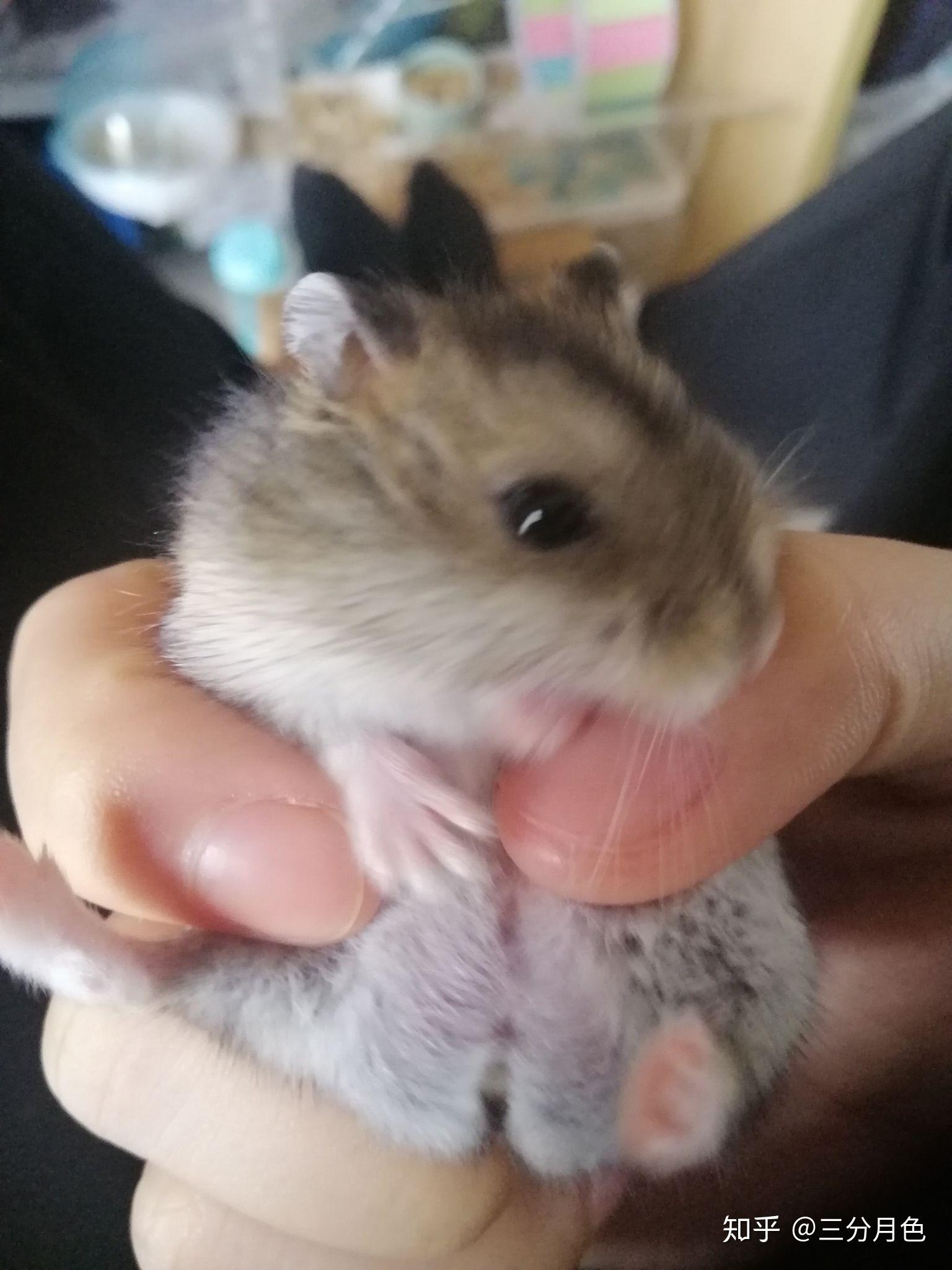 我的仓鼠尾巴哪里有点大,是什么啊?他好像是个公的,有点类似于?