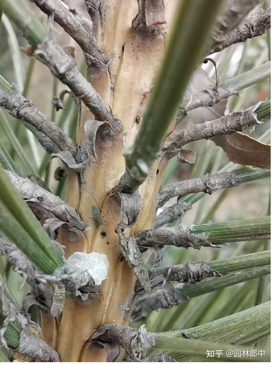 气温回暖,松大蚜危害席卷重来,及时防治,避免松树再受害 - 知乎