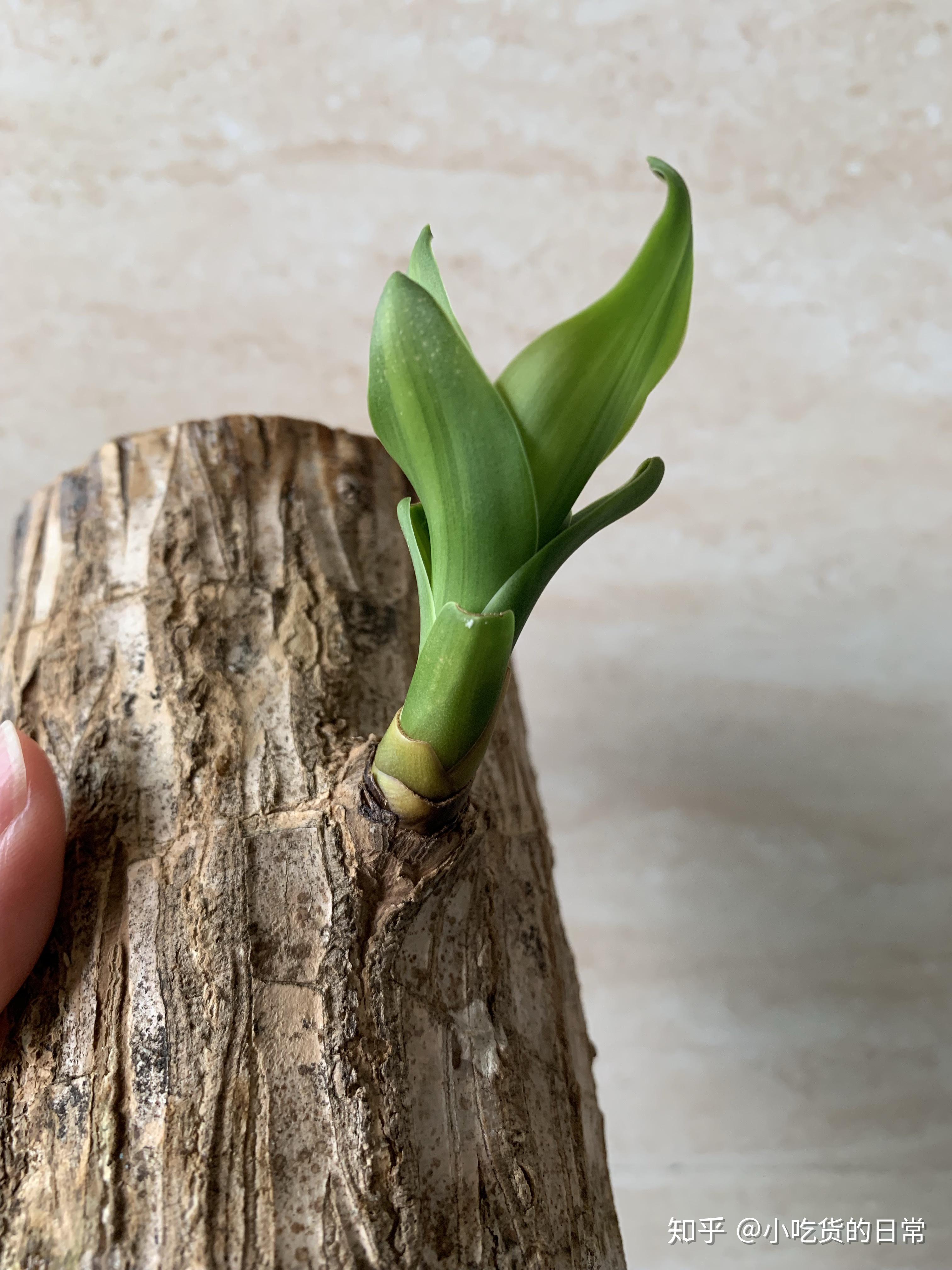 巴西木,幸运木成长日记/离烧火棍的距离越来越近