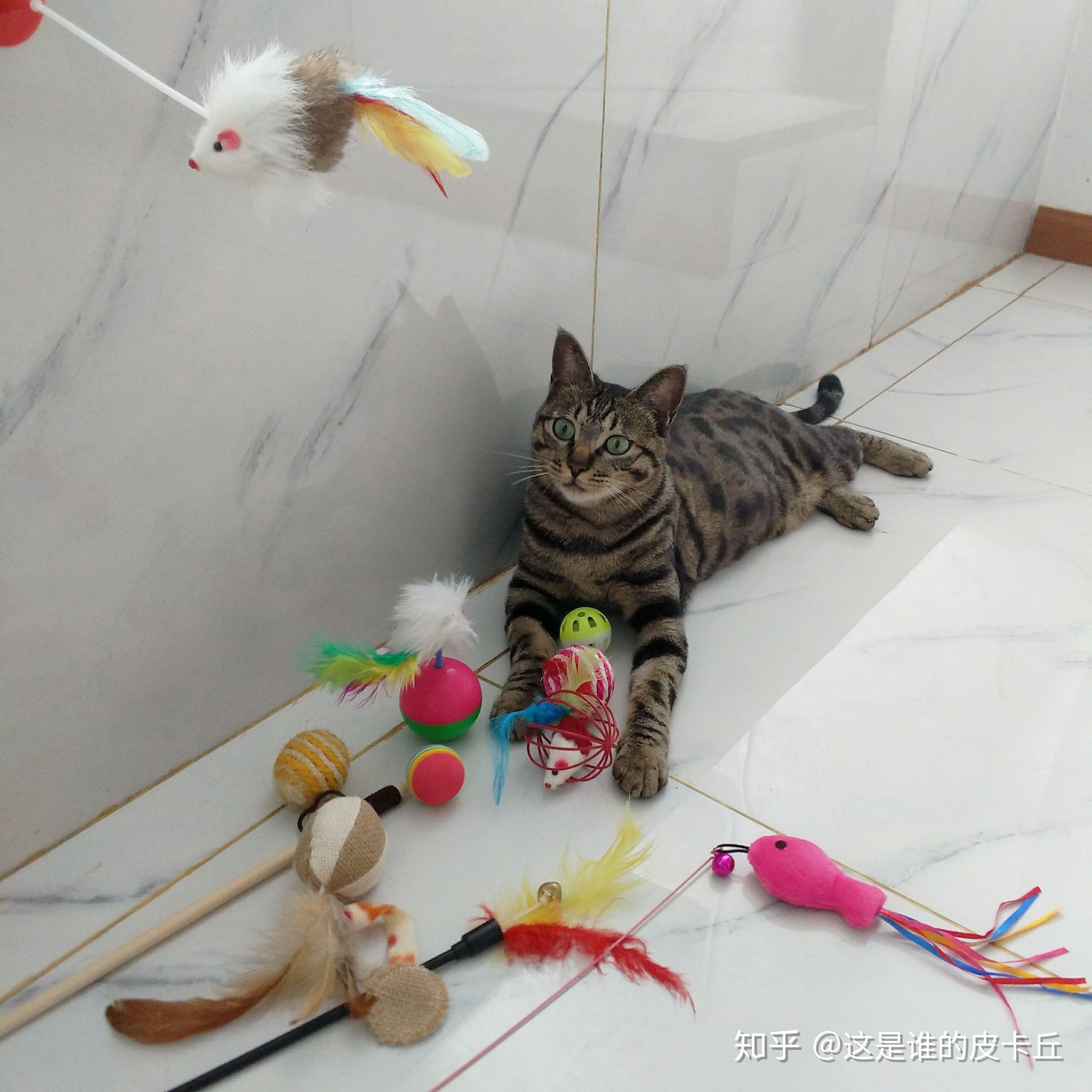 狸花猫玩具 Cristid