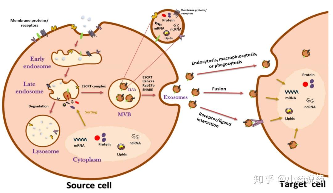 肿瘤源性外泌体与nk细胞的功能障碍