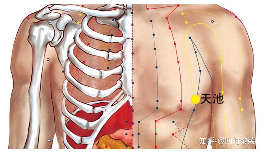 情绪器官:乳房(乳腺相关问题) - 知乎