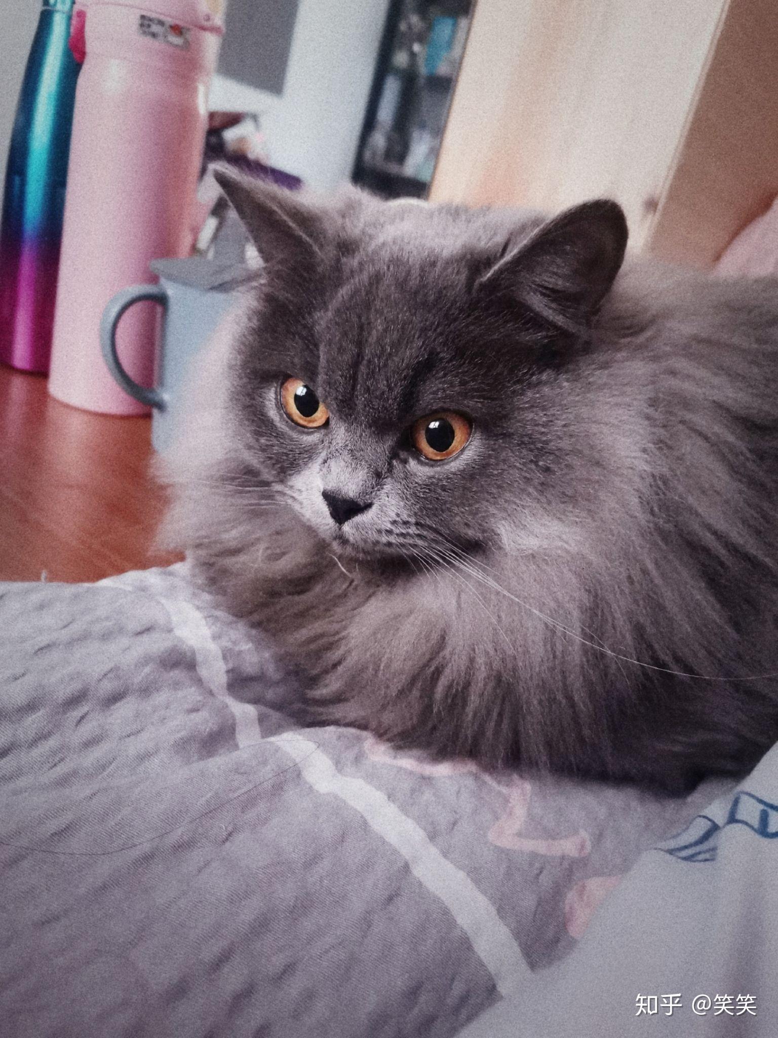 请问这只是蓝猫高地吗