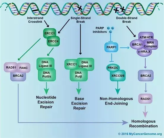 杰享第04期同源重组修复缺陷hrd状态分析