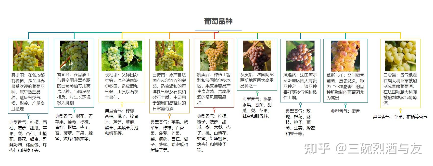 二,酿制白葡萄酒的葡萄品种