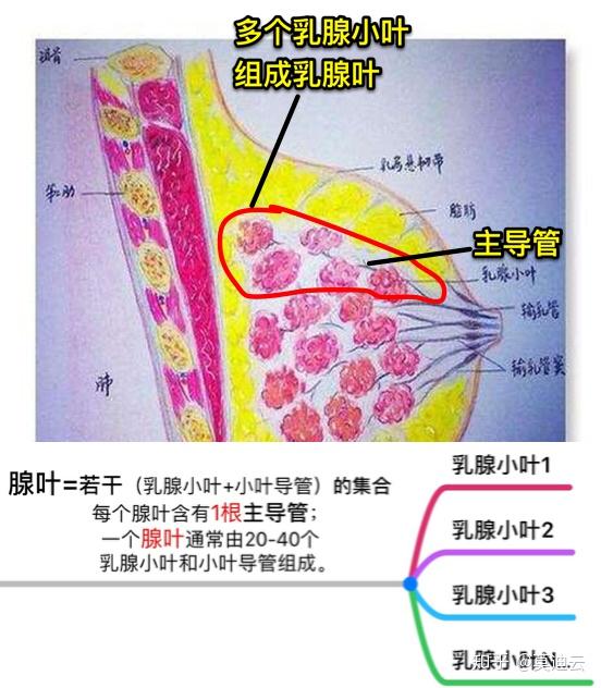 乳腺腺体组织图片