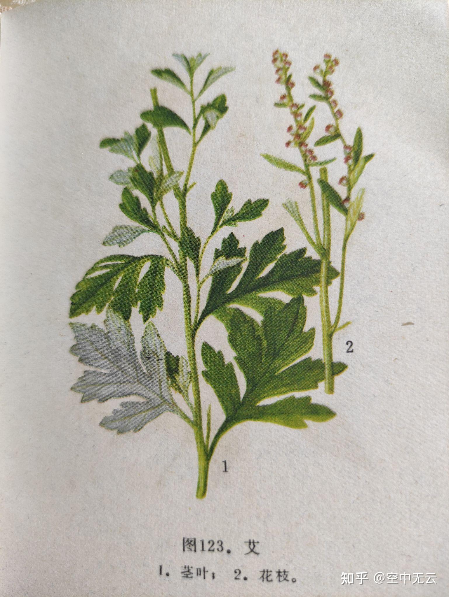 写回答 登录/注册 植物 植物种植 植物辨识 花卉栽培 艾灸 艾草开花是