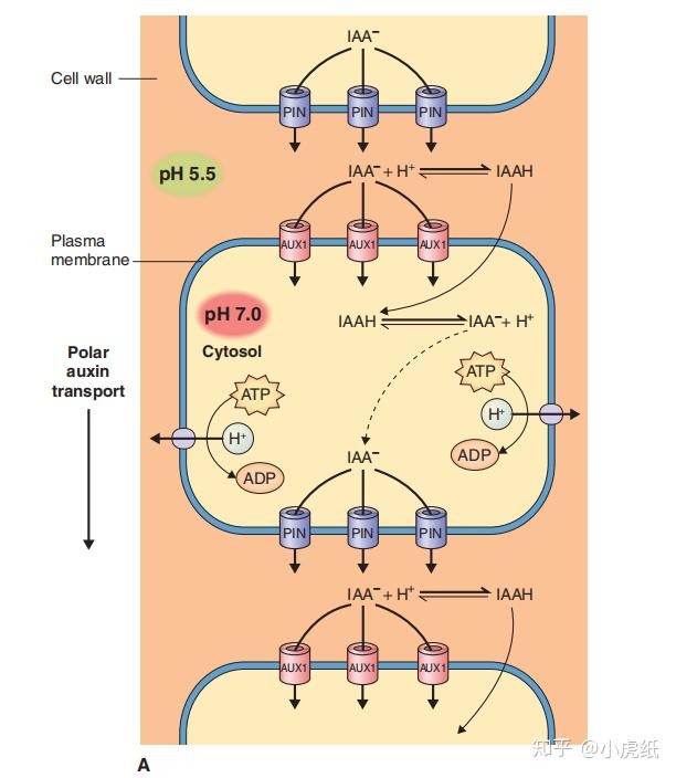 极性运输中的极性是什么意思