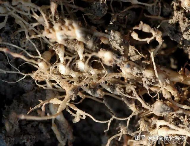 雨季有利于线虫的孵化和侵染,但在干燥或过湿土壤中,其活动受到抑制