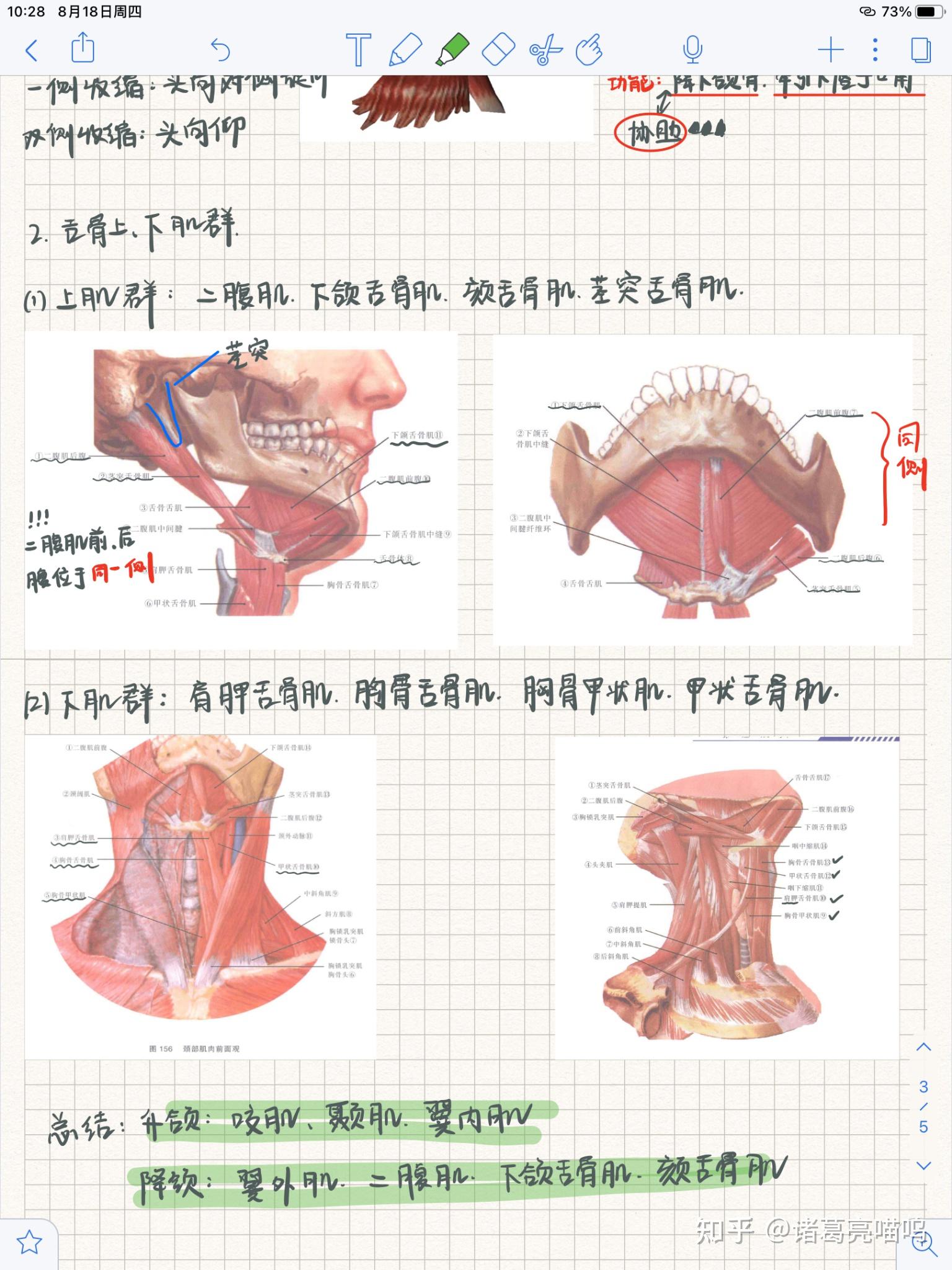 口腔解剖生理学笔记丨面颈部肌肉篇 - 知乎