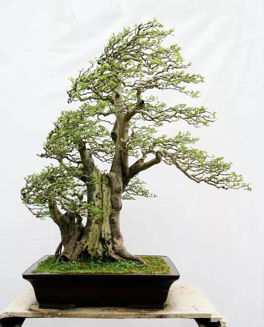 匠心与诗心—实力派盆景作家张志刚作品赏析 - 知乎