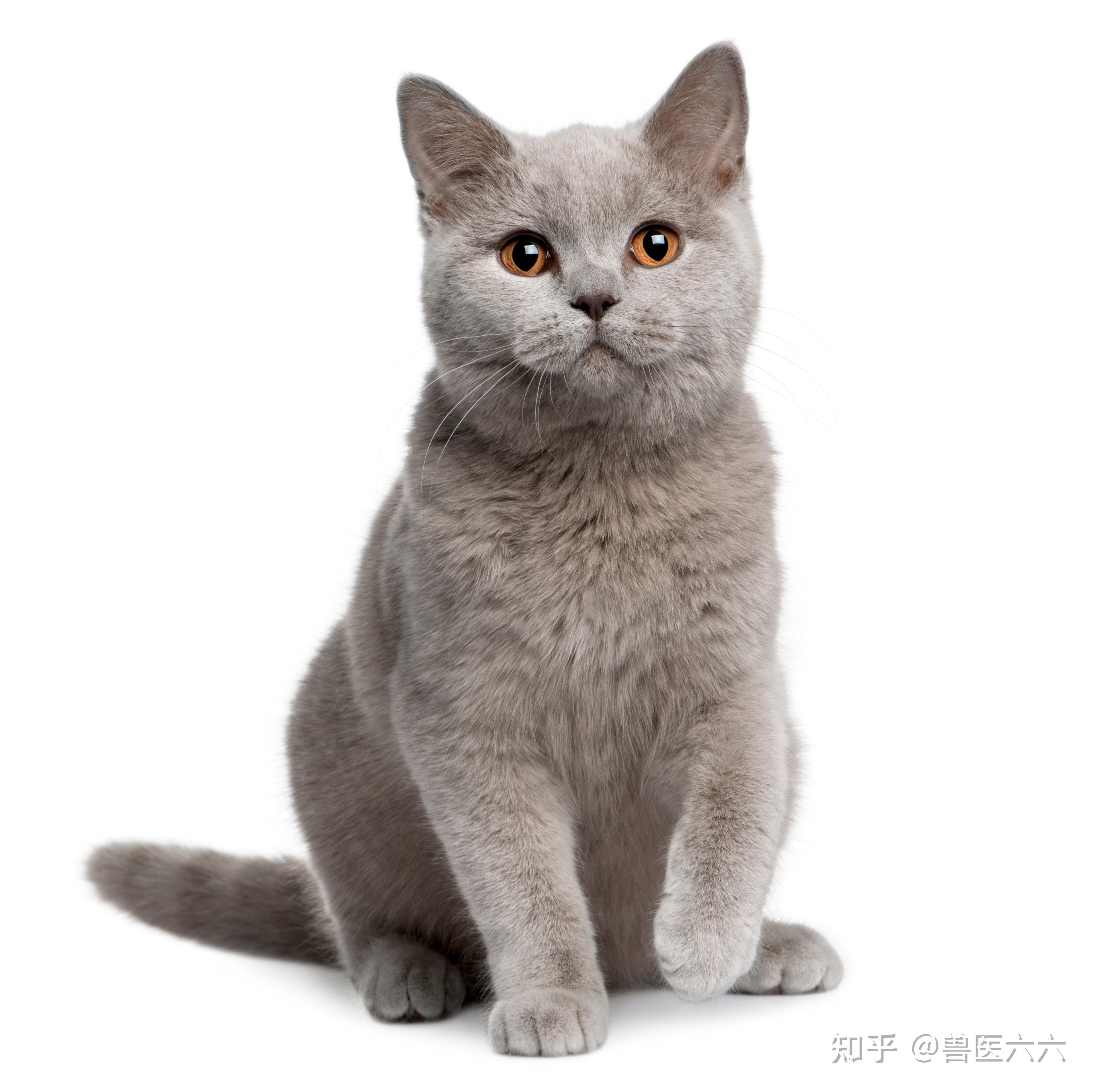 猫的全身照和正脸照图片