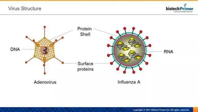 优质科普病毒和细菌竟有这么多不同