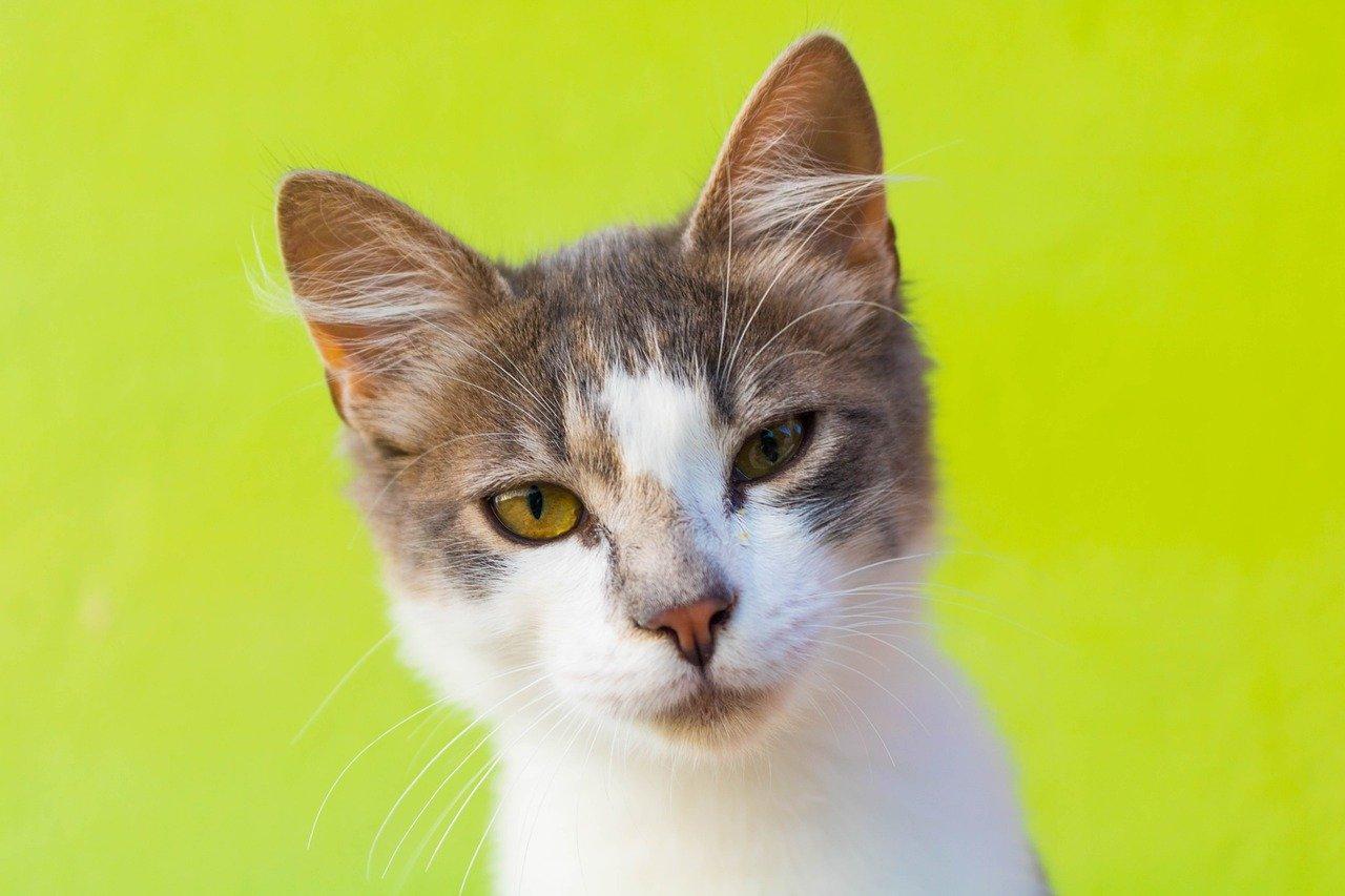 不怕水什么宠物猫