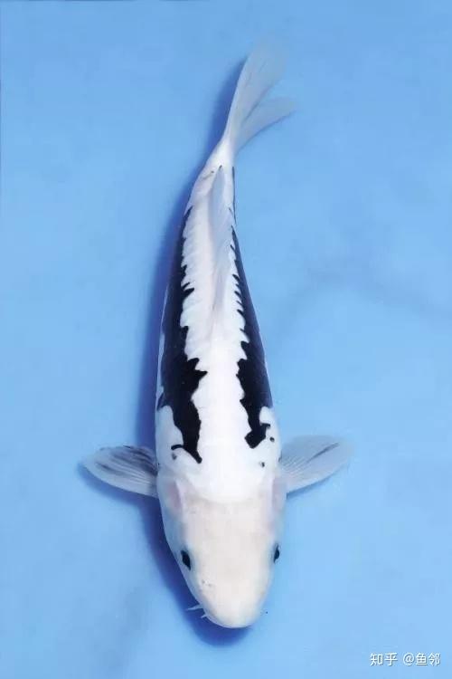 想不到啊 赫赫有名的德国锦鲤祖先竟然是它 知乎