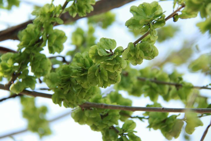 榆钱:春季的“树上野菜”,能吃能入药,但采摘食用需谨慎! - 知乎