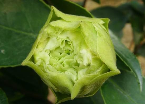 绿可娜茶花花开绿色花期长达5个月国内少见