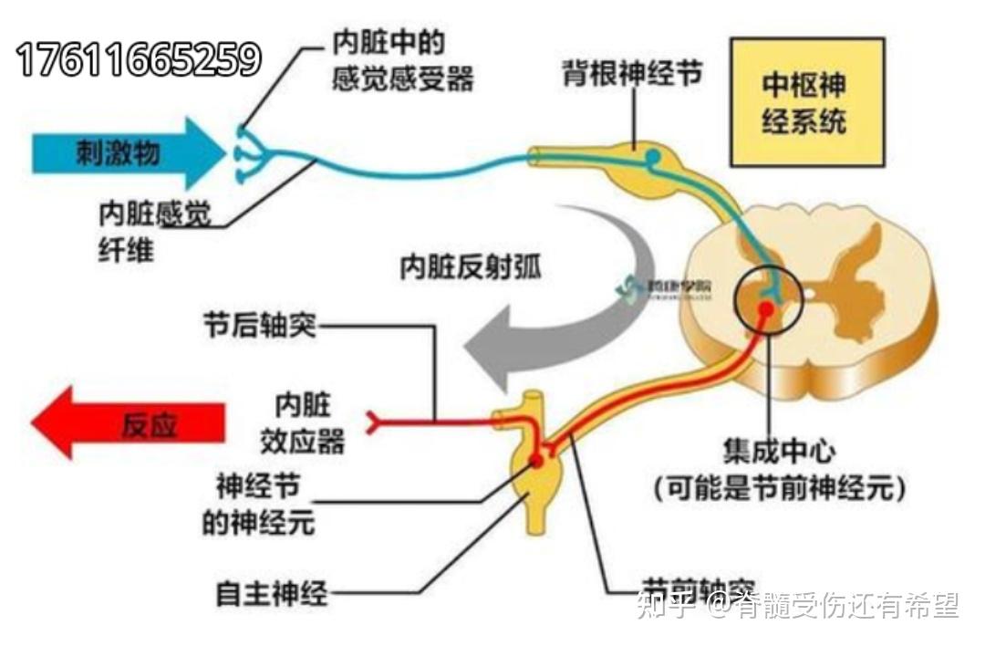 不幸脊髓损伤还能重新行走吗?