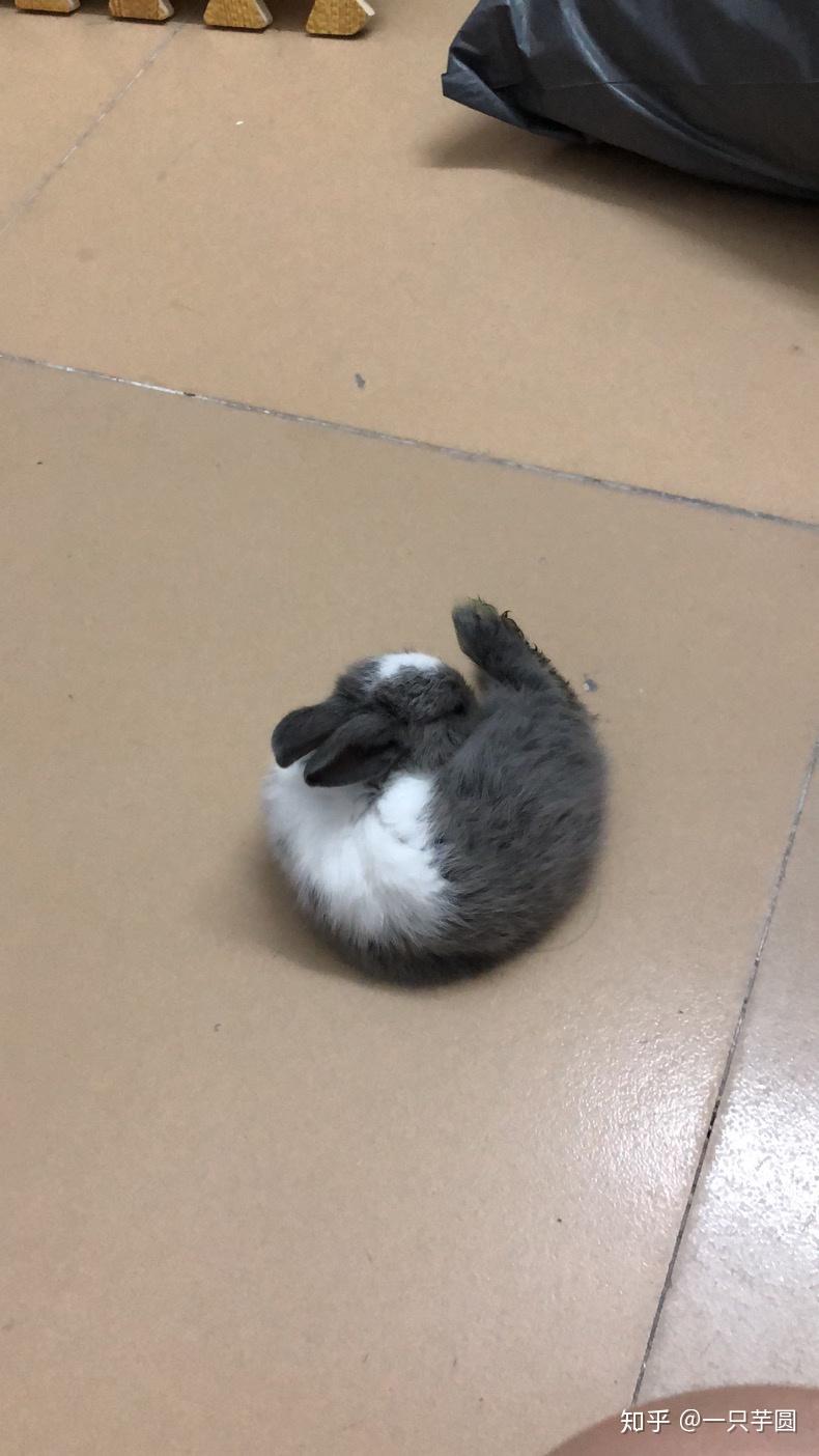 记念我的小兔崽子