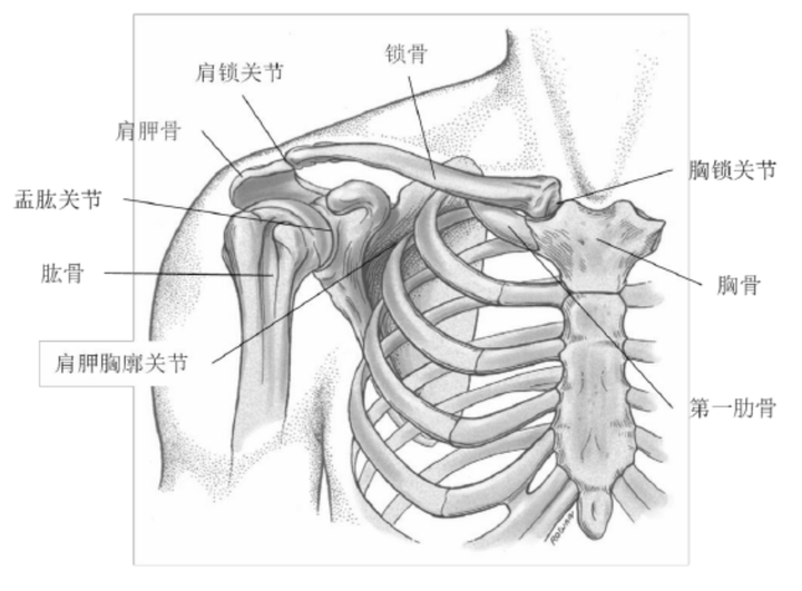 胸锁骨位置图片