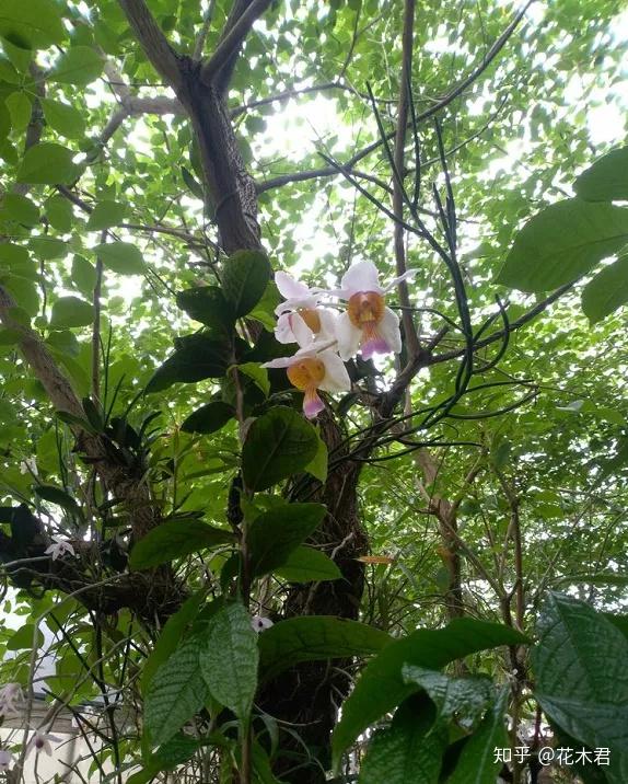 兰花鉴赏|凤蝶兰:借枝蝴蝶飞,凭树天女舞 - 知乎