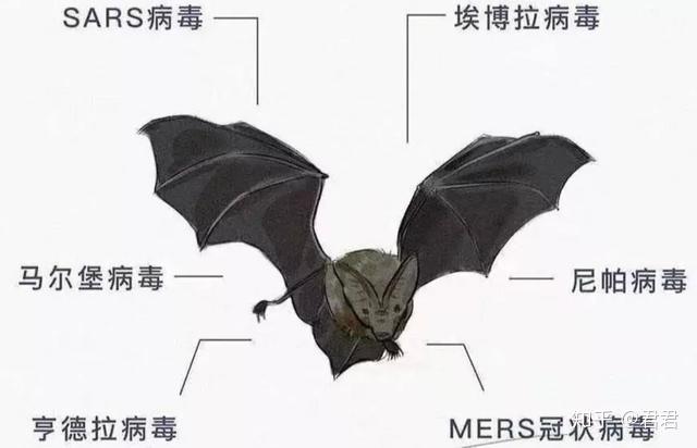 埃博拉病毒到底有多可怕