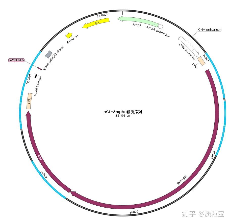 逆转录病毒包装质粒