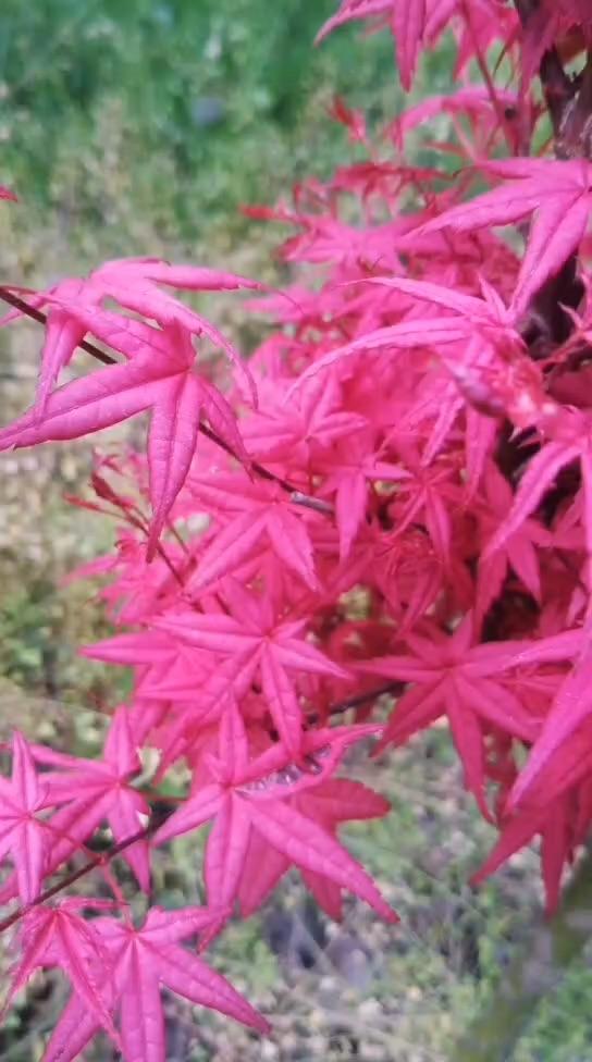 日本红枫红小袖