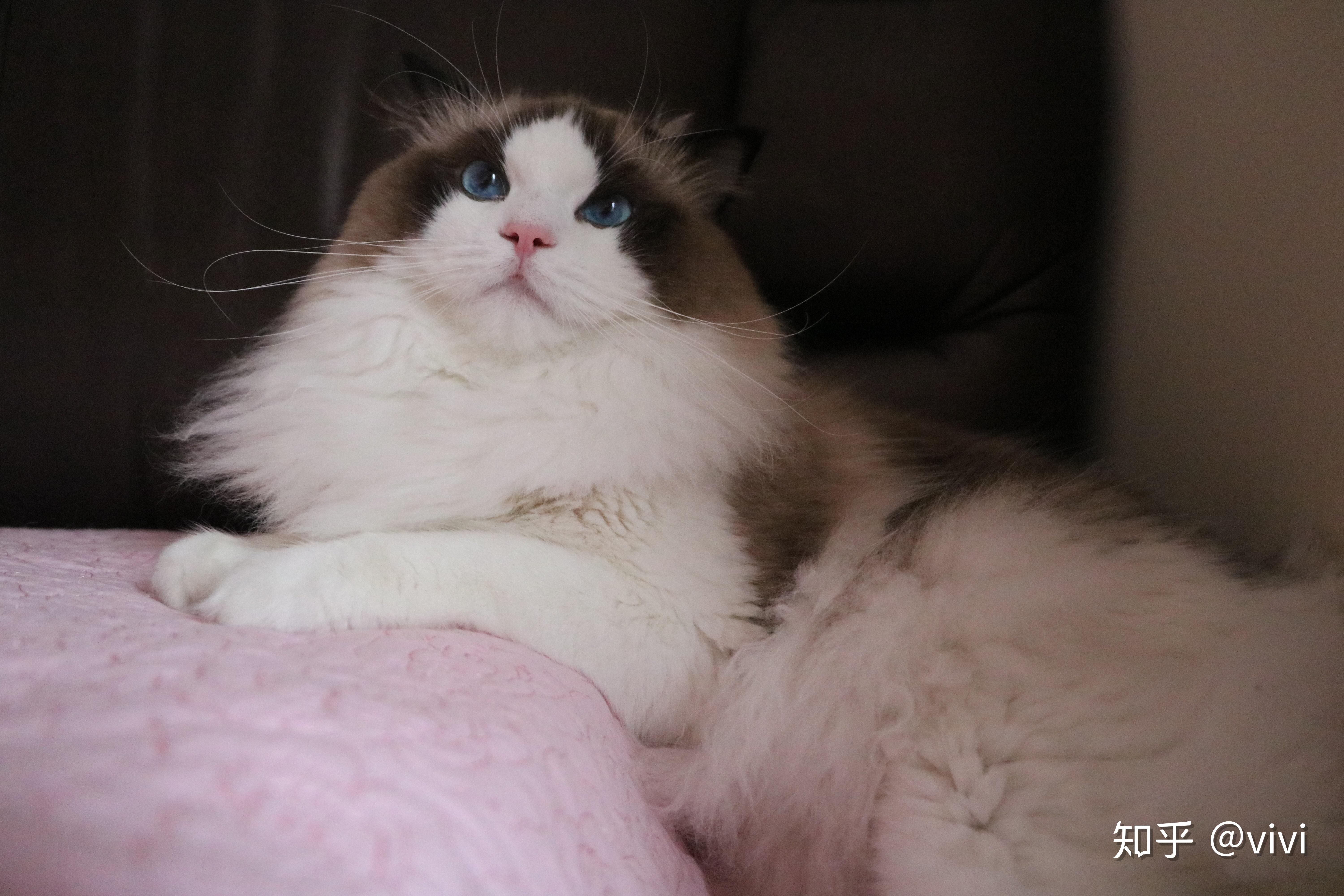 请问海双布偶长大会黑得很厉害嘛