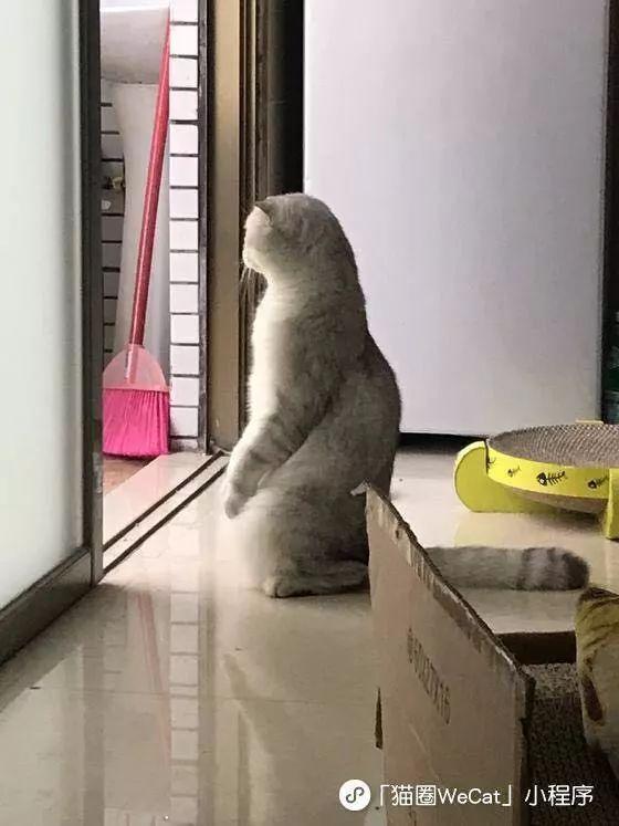 猫咪魔性蹲姿合集,看了几张我就感动哭了··· | 猫圈话题 - 知乎