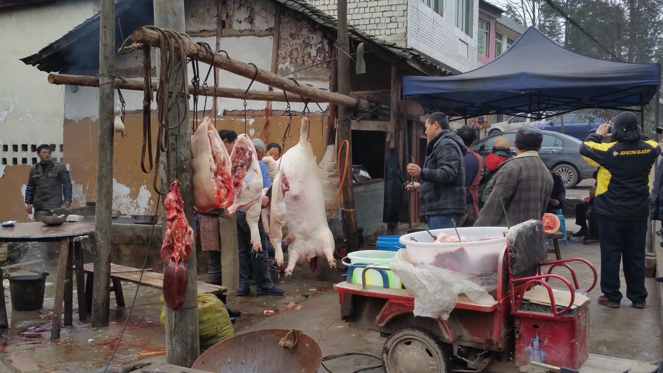 没什么特别残忍的见识,就说说我在四川写生的时候看过的杀猪,抽空把