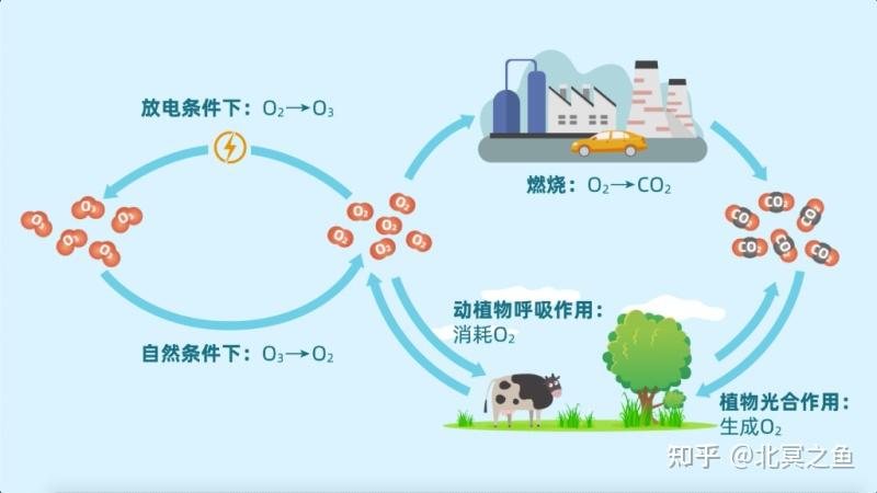 每天认识一种元素【氧，O】 - 知乎