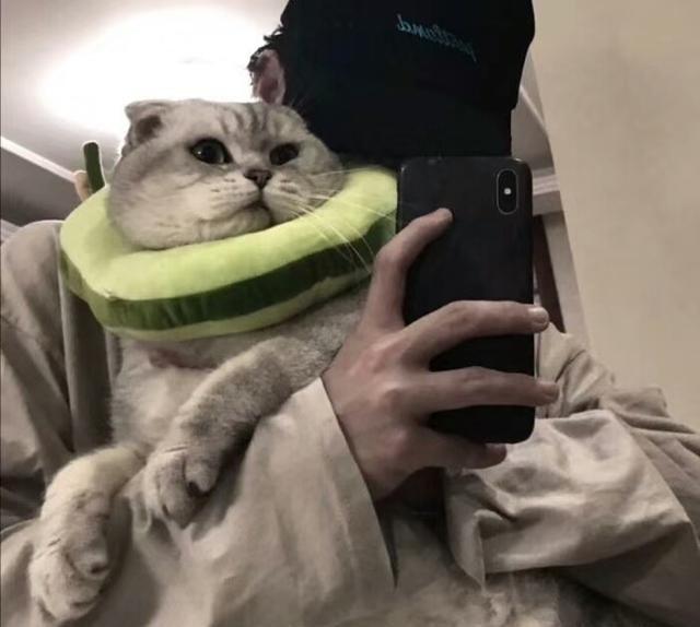 有没有好看的抱猫的男生头像? - 知乎