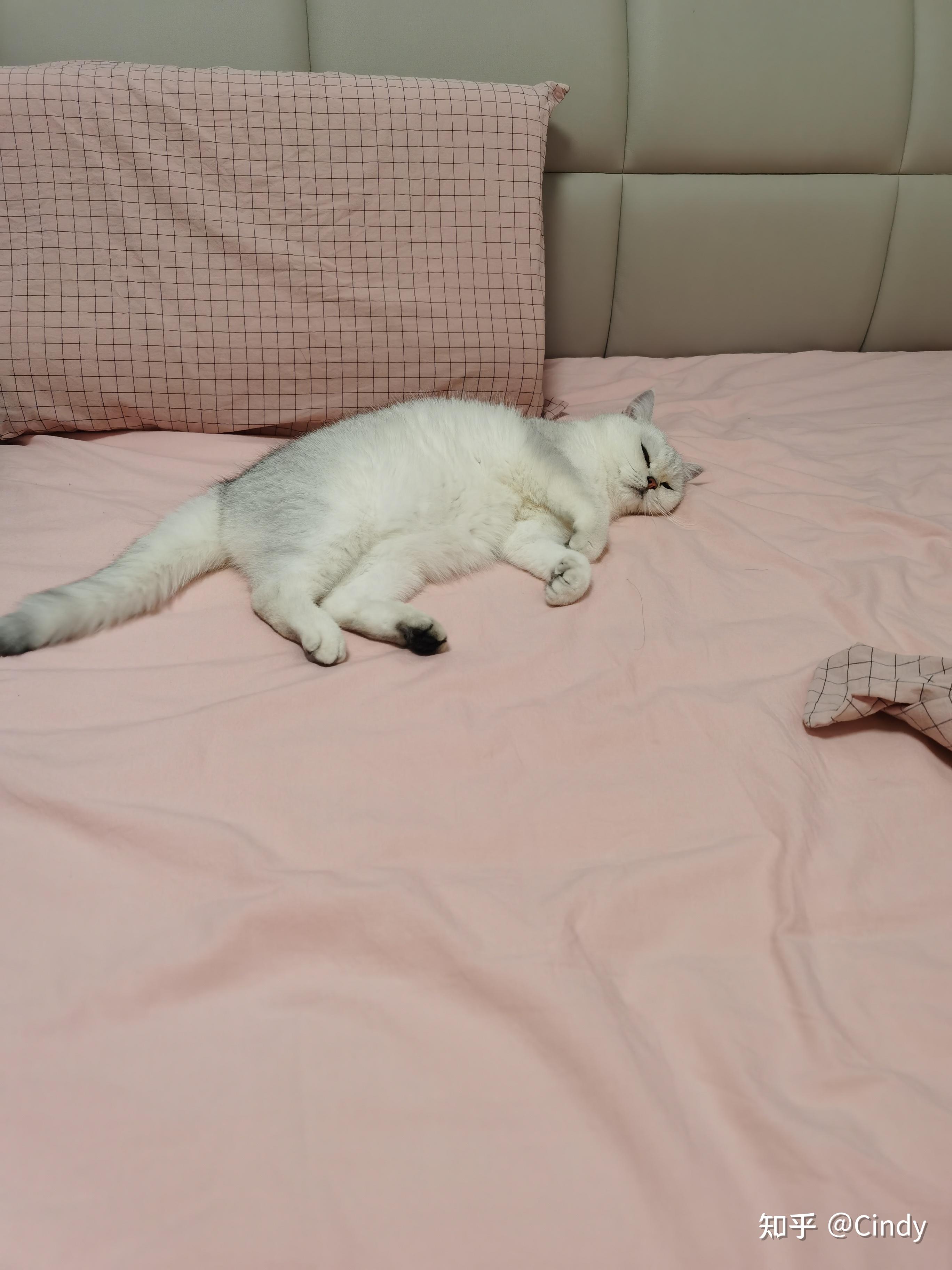 可以放一张猫猫睡懒觉的照片吗