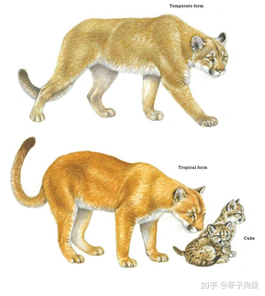 猫亚科的老大美洲狮,到底是什么样的? - 知乎