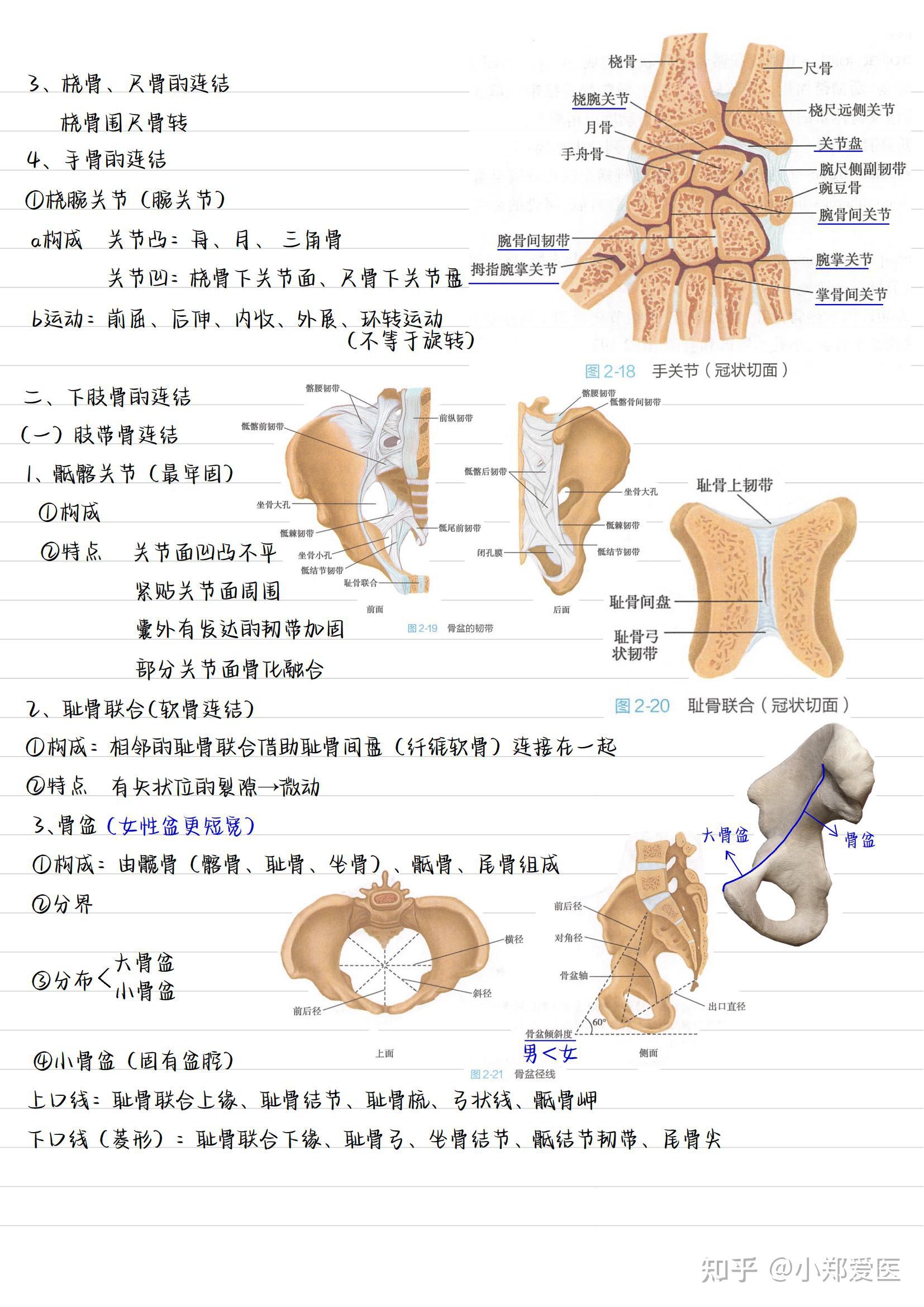 系统解剖学手写笔记全套收藏 知乎 