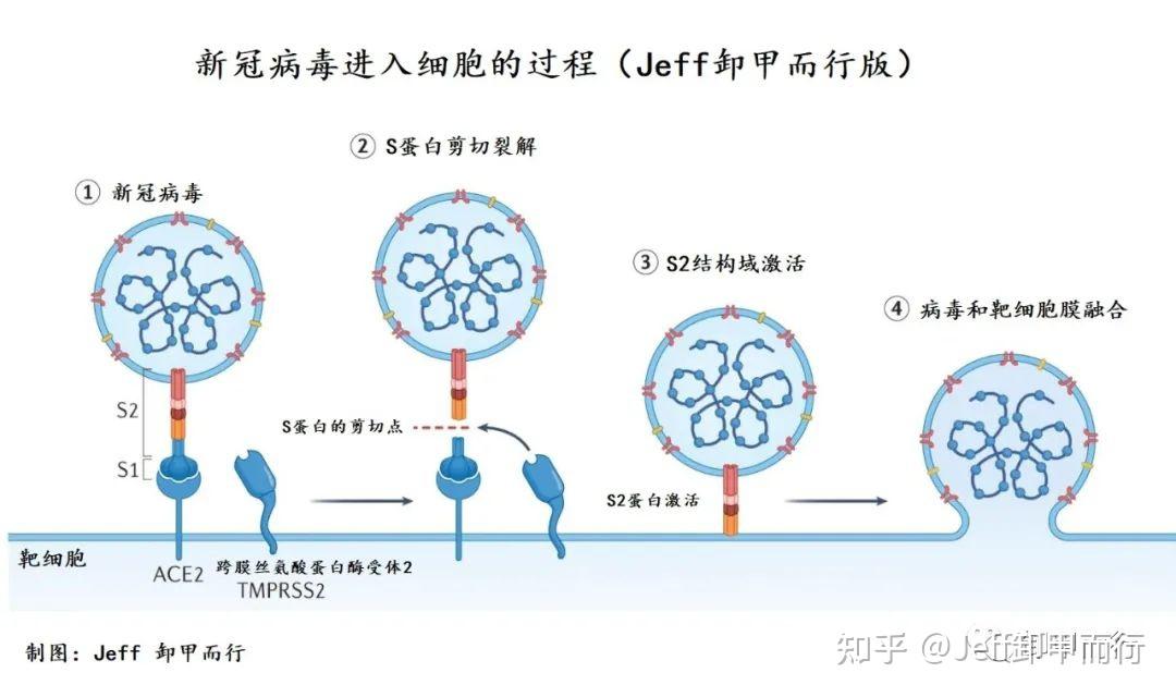 新冠病毒感染机理图解图片