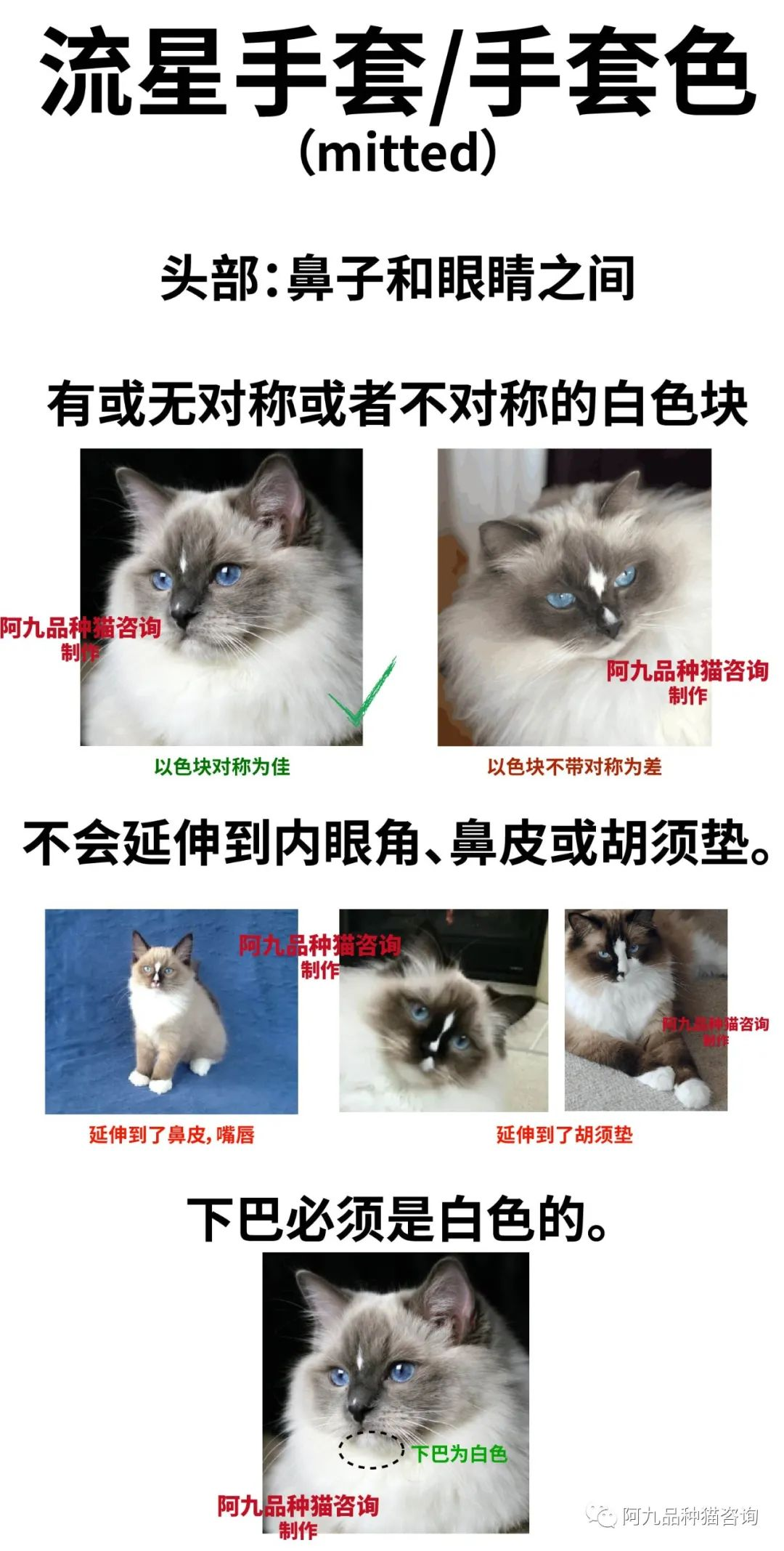 布偶猫失格图片