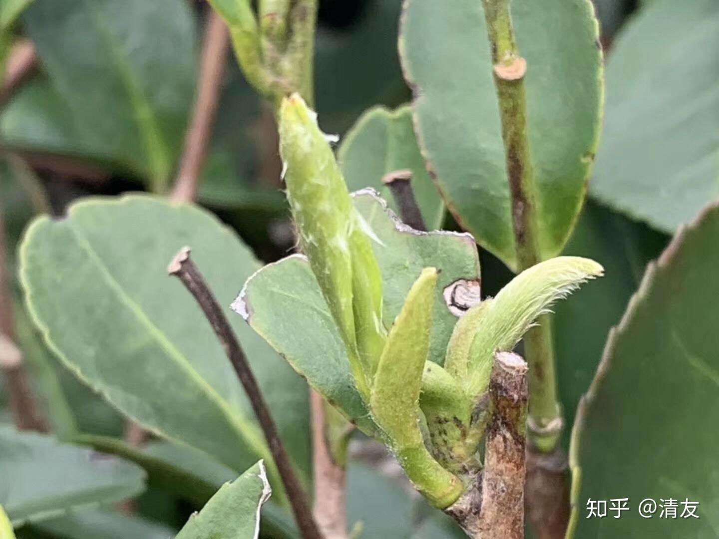 茶中美人的成长过程 - 知乎